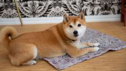A colorful hand-knit mat made by Liza Laird in her Yoga of Yarn: Brioche Knit Meditation Mat class on Creativebug, with a shibu inu sitting on top of it