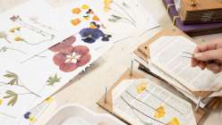 Dried flowers being pulled from pages that make up an upcycled flower press, made in Cobrina's class on Creativebug.